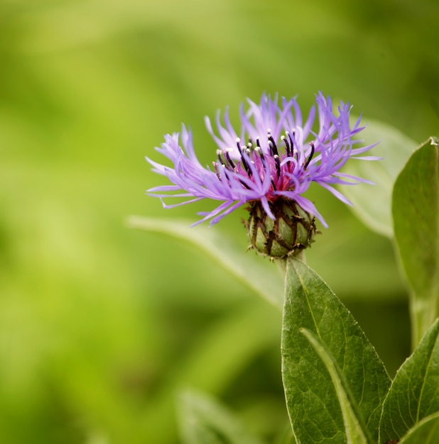 Flor roxa em um jardim