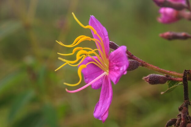 Flor roxa Malabar