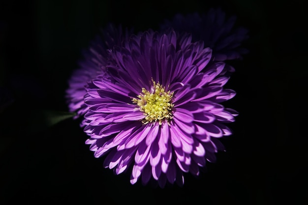 Flor roxa no centro com fundo preto