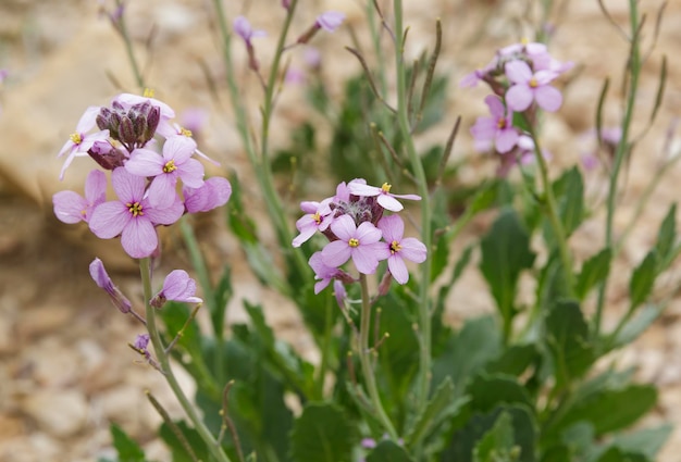 Flor roxa no deserto em Israel