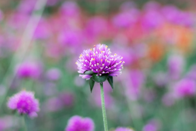 Flor roxa no inverno.