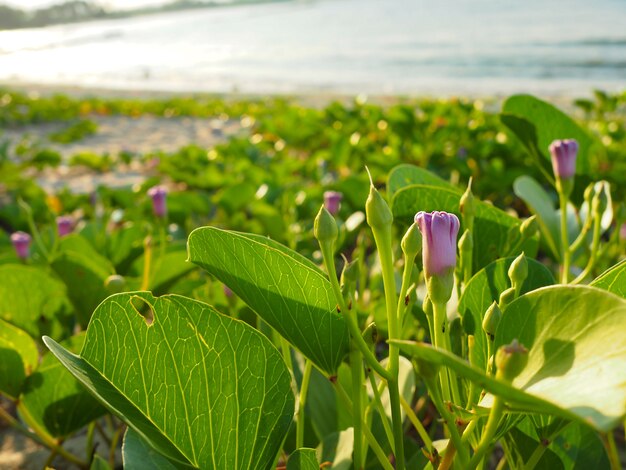 Foto flor roxa que cresce na praia.