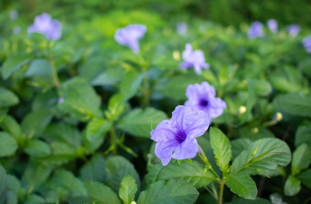 Flor roxa Ruellia tuberosa florescendo