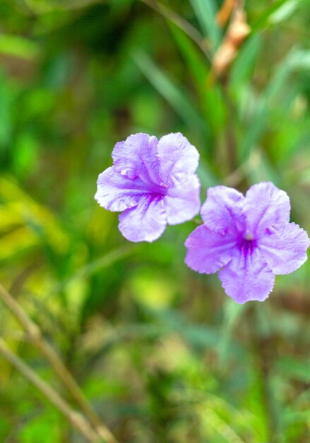 Flor roxa ruellia tuberosa linda flor desabrochando fundo de folha verde crescendo na primavera