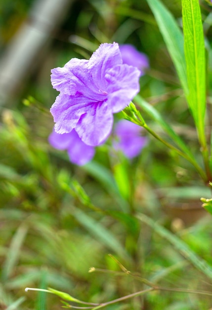 Flor roxa Ruellia tuberosa linda flor desabrochando fundo de folha verde Crescendo na primavera