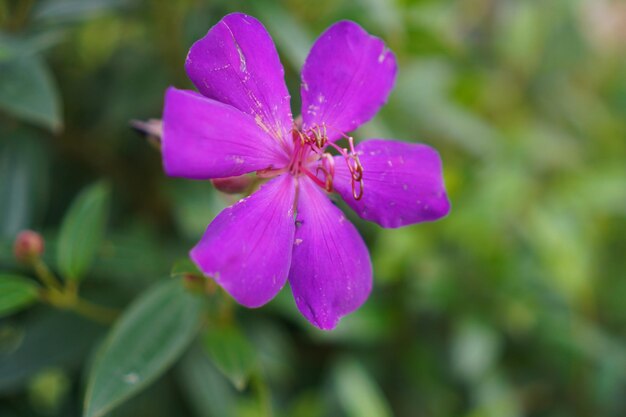 Flor roxa