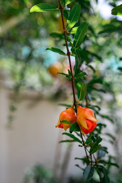 Flor rubi na árvore