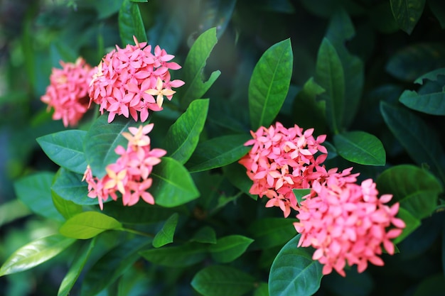 Flor de rubiáceas