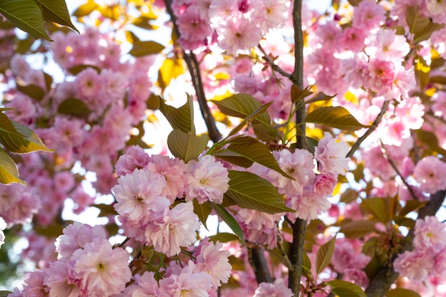 Flor de sakura. Arbol de Sakura. flores sakura japonés. Flores de primavera. flores de arbol