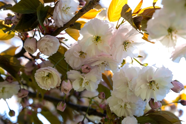 Flor de sakura. Arbol de Sakura. flores sakura japonés. Flores de primavera. flores de arbol