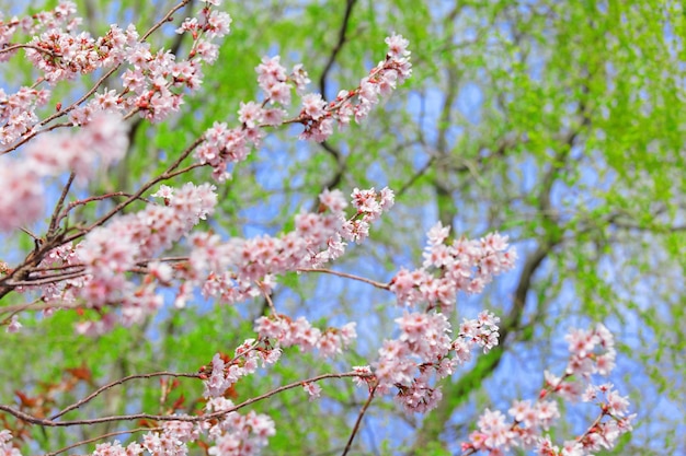 flor de sakura en el árbol