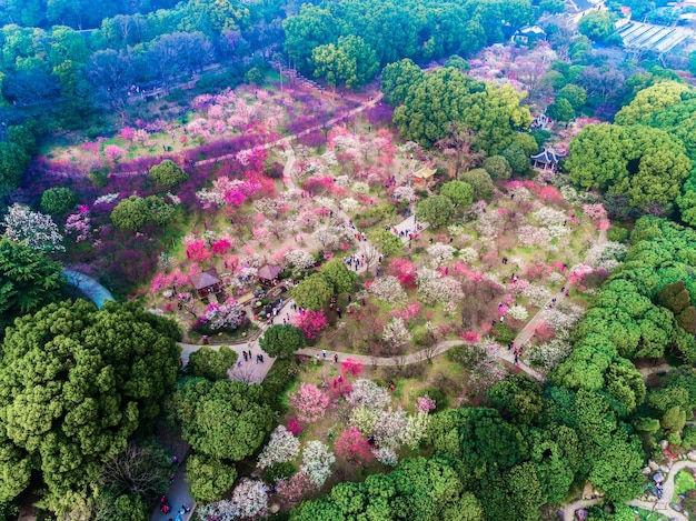 Flor de Sakura Cherry Blossom Festival en primavera en el parque Yeouido Corea del Sur el 13 de abril de 2017