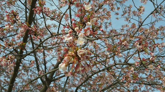 La flor de sakura es la belleza de la naturaleza.