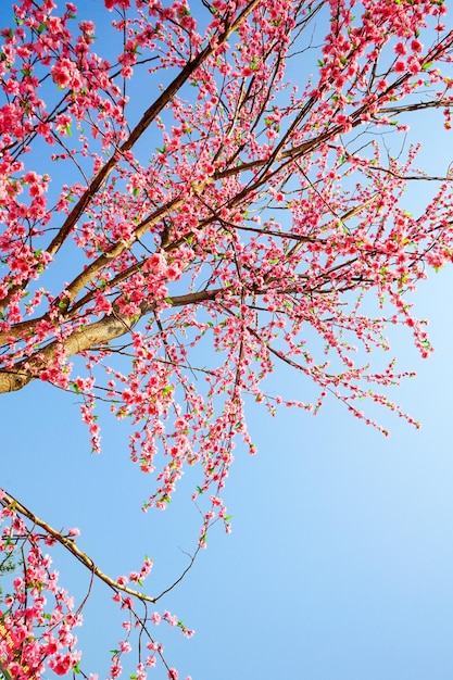 La flor de Sakura falsa se pega en el árbol seco.