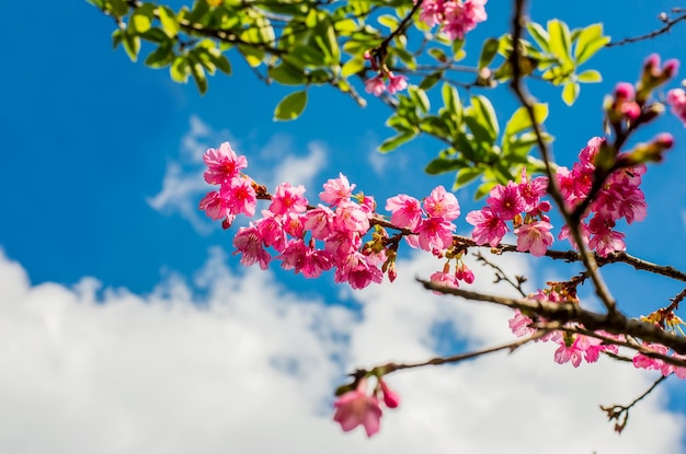 flor de sakura floreciente y árbol de cerezo