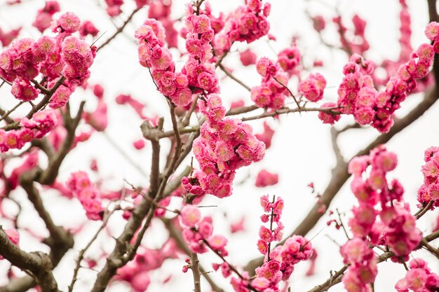 flor de sakura en Japón