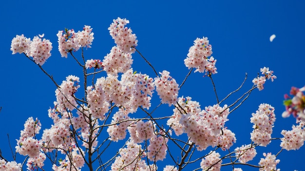 Flor de sakura en Japón