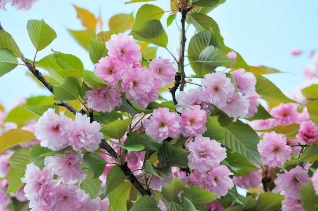 Flor de sakura japonesa con cielo azul