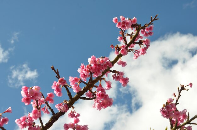 Foto flor de sakura o flor de cerezo con fondo hermoso de la naturaleza