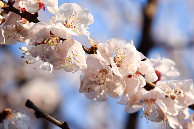 flor de sakura o flor de cerezo plena floración en la temporada de primavera.