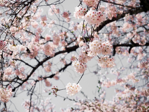 Flor de sakura o flor de cerezo en plena floración