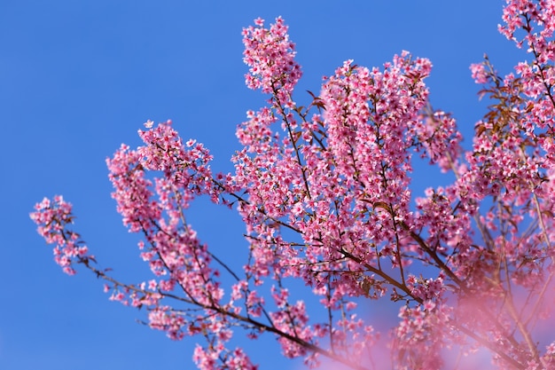 Flor de Sakura que florece en el jardín.