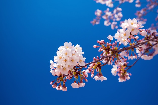 Flor de sakura rosa contra el cielo azul en Japón