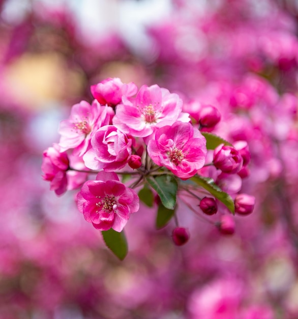 Flor de sakura rosa en el enfoque selectivo del árbol floreciente de primavera