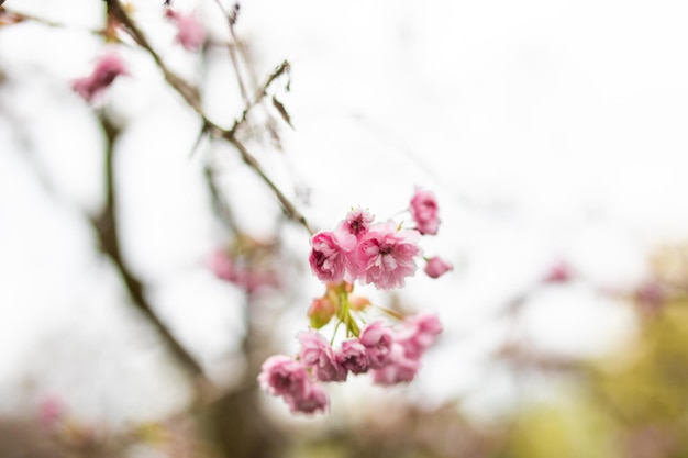 Flor de sakura rosa Flor de cerezo Flor de cerezo del Himalaya con brunch y hojas