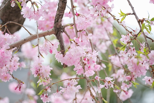 Flor de sakura rosa en flor