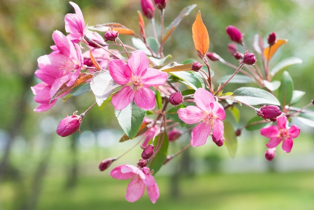 Flor de sakura rosa flores en una rama de cerezo de primavera en un parque