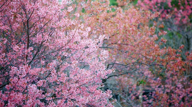 Flor de sakura rosa o camino de flor de cerezo a través de un hermoso camino con luz suave