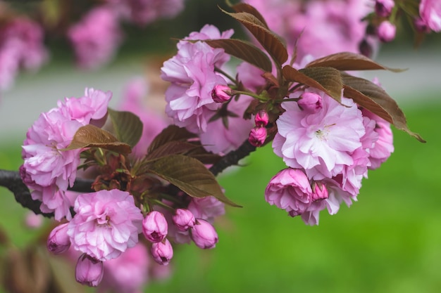 Foto flor de sakura rosa primavera flores frescas rama de un árbol frutal árboles florecientes hojas verdes fondo de naturaleza hermoso fondo de pantalla bokeh borroso pétalos primer plano macro foto patrón floral