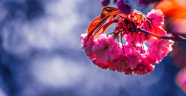 Flor de sakura rosa sobre un fondo azul.