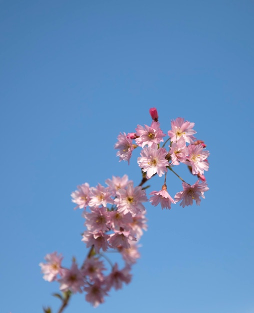 flor de sakura rosa sobre fondo de cielo azul, tiempo de primavera