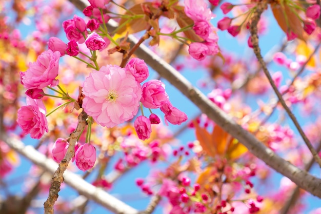 flor de sakura sobre un fondo de cielo azul