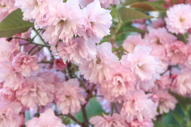 Flor de Sakura