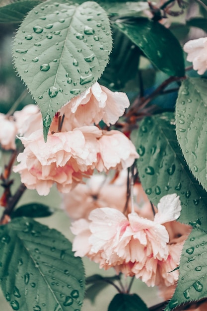 Flor de Sakura