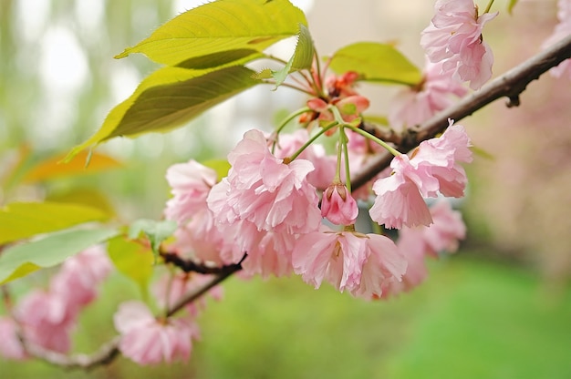 Flor de sakura