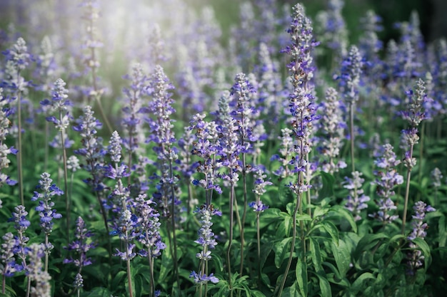 La flor de salvia azul en el jardín es un hermoso fondo de flores