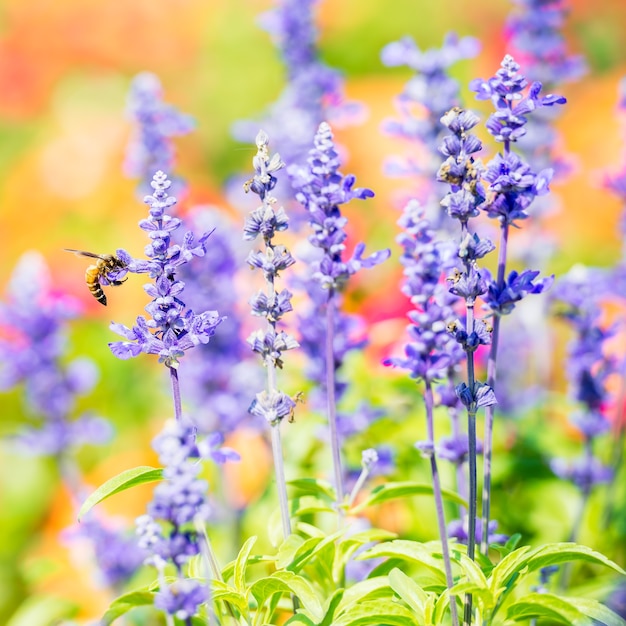 Flor de salvia azul en jardín natural