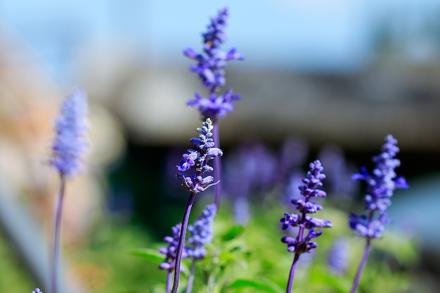 Flor de salvia azul en el jardin