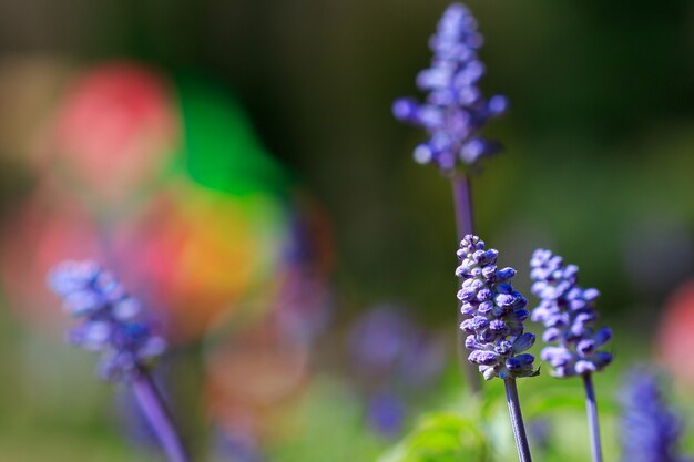 Flor de salvia azul en el jardin