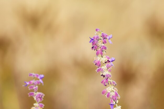 flor de salvia púrpura en un primer plano soleado de otoño