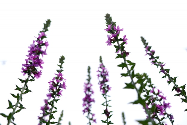 flor de salvia en tropical