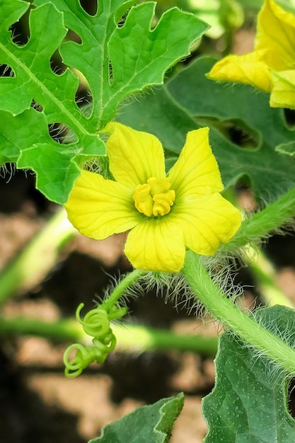 flor de sandía amarilla crece en un jardín de sandía. concepto de cultivo de sandía