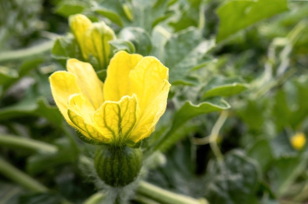 Flor de sandía hembra y macho en primavera en un invernadero con suelo lijado