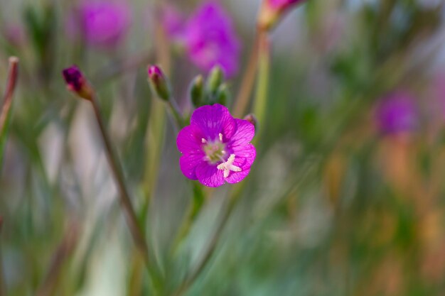 Flor de saxifrage púrpura floreciente en fotografía macro de fondo verde