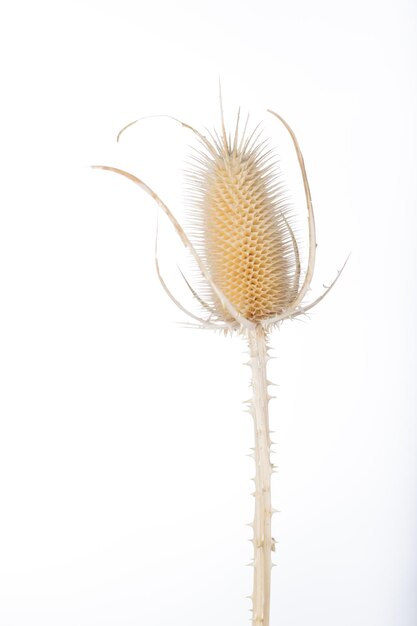 Foto la flor seca aislada del té de primer plano.