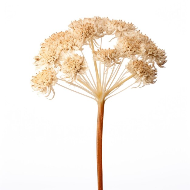 Flor seca de Achillea Yarrow isolada em fundo branco IA generativa